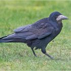 Noch sind die Saatkrähen (Corvus frugilegus) bei uns . . .