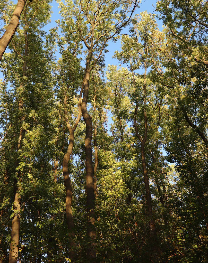 ... noch sind die Wälder grün..... 