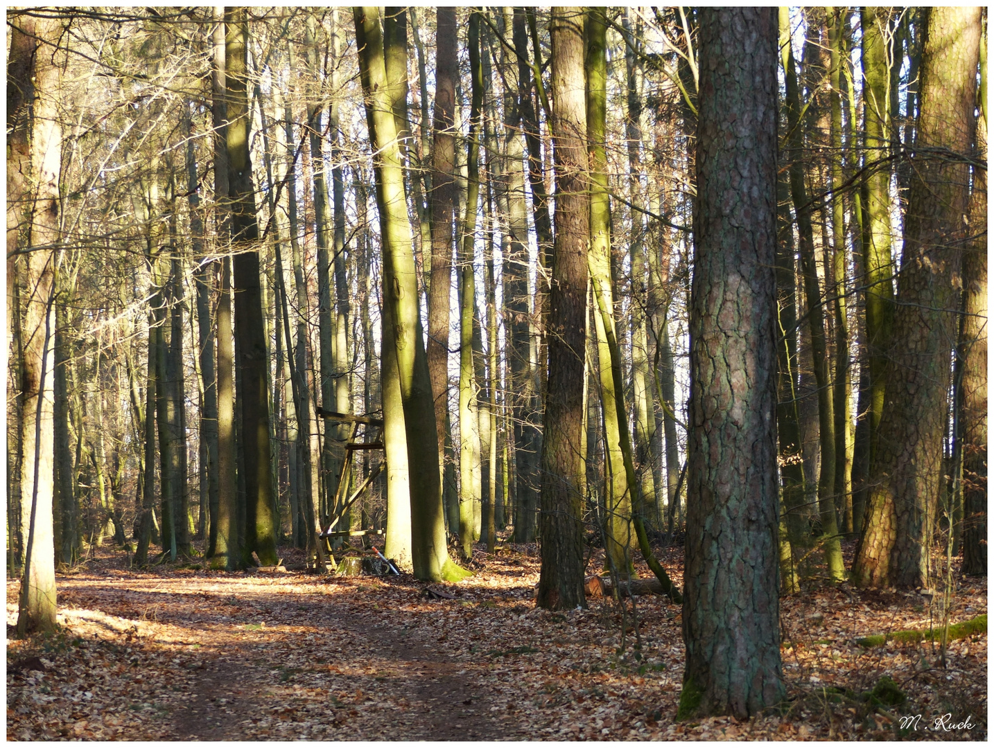 Noch sind die Wälder Licht durchflutet ,