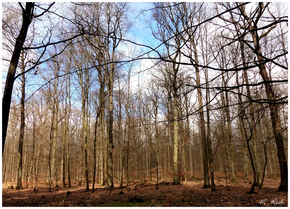 Noch sind die Wälder ohne Laub , Foto & Bild jahreszeiten, frühling