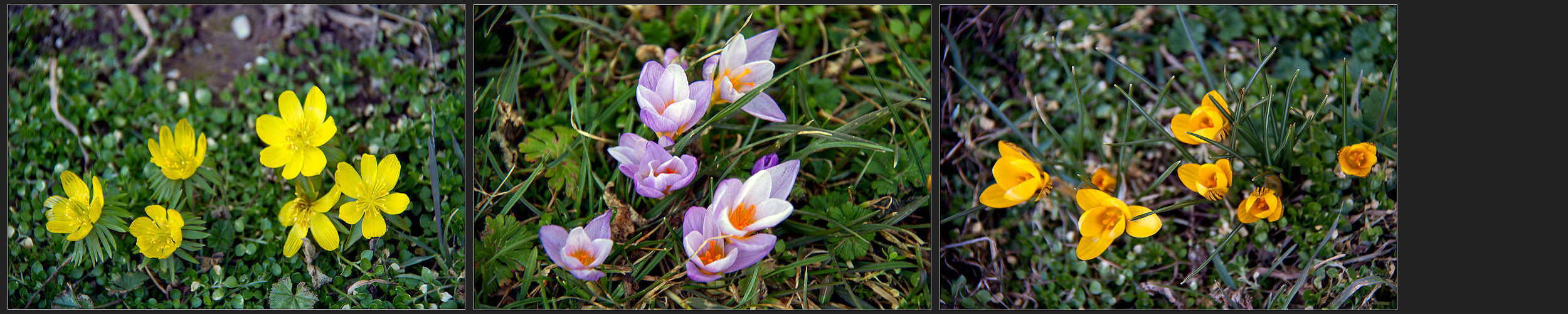 noch sind es kleine blumen ...