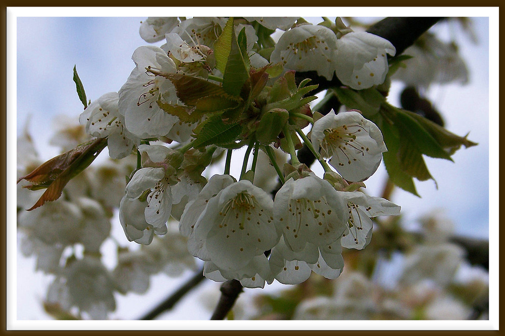 noch sind nur Blüten an unserem Kirschbaum....