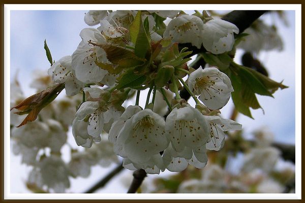 noch sind nur Blüten an unserem Kirschbaum....