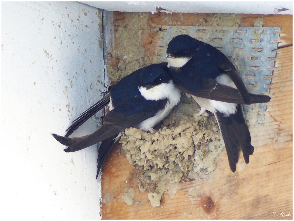 Noch sind sie beim Nestbau ,