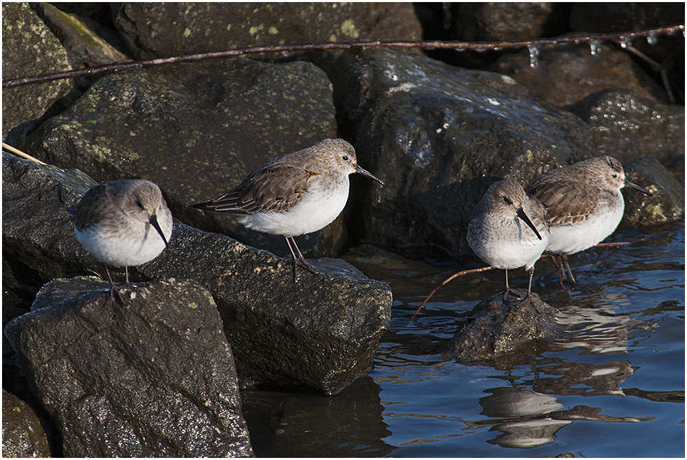 Noch sind sie da, die Alpenstrandläufer (Calidris alpina) . . . (1)