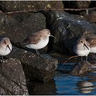 Noch sind sie da, die Alpenstrandläufer (Calidris alpina) . . . (1)