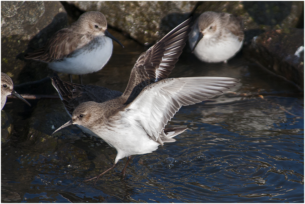  Noch sind sie da, die Alpenstrandläufer (Calidris alpina) . . . (2)