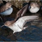  Noch sind sie da, die Alpenstrandläufer (Calidris alpina) . . . (2)