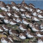  Noch sind sie da, die Alpenstrandläufer (Calidris alpina) . . . (3)