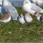  Noch sind sie da, die Alpenstrandläufer (Calidris alpina) . . . (4)