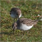 Noch sind sie da, die Alpenstrandläufer (Calidris alpina) . . . (5)