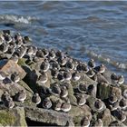 Noch sind sie da, die Alpenstrandläufer, die bald . . .