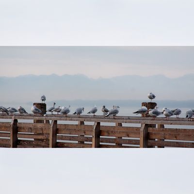 Noch sind sie friedlich