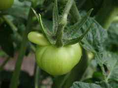 Noch sind sie grün - Die ersten Tomaten im Garten