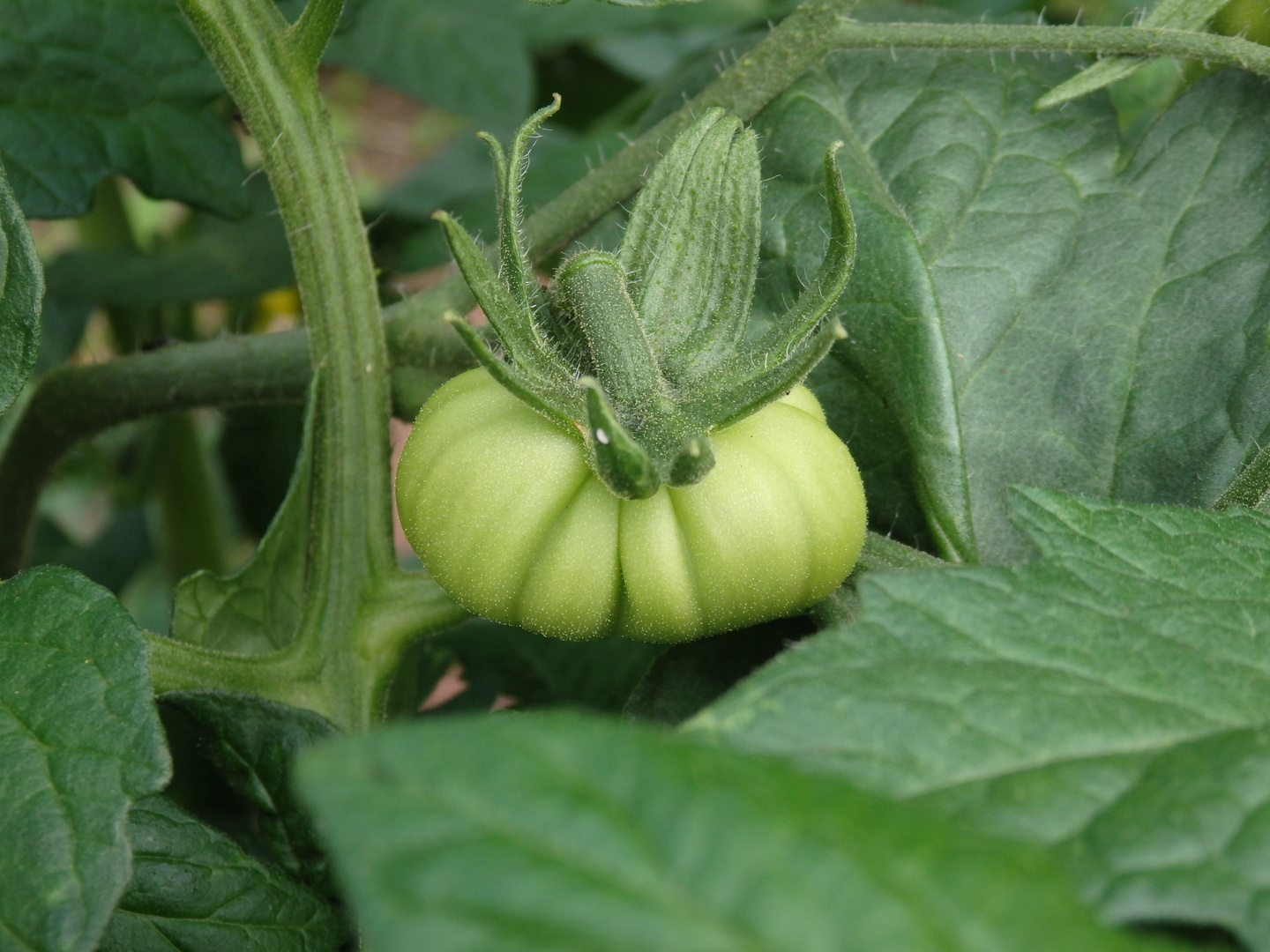 Noch sind sie grün Die ersten Tomaten im Garten Foto & Bild