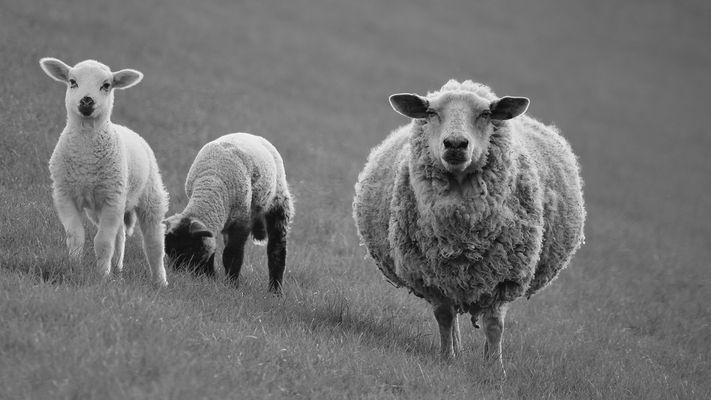 Noch so ein Familiending