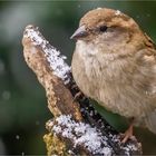 … Noch so ein kleiner Schneekönig …