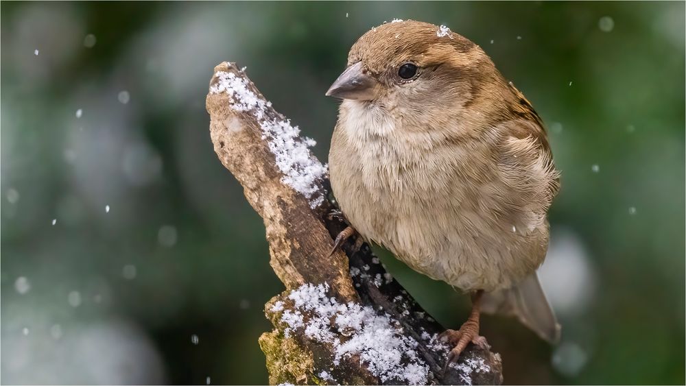 … Noch so ein kleiner Schneekönig …