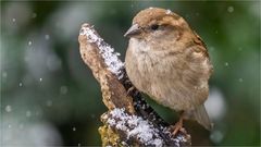 … Noch so ein kleiner Schneekönig …