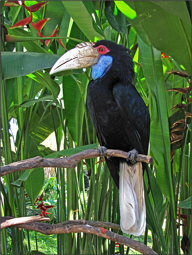 Noch so ein toller Vogel