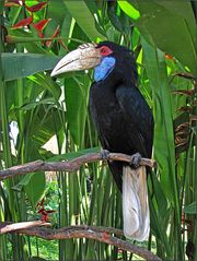 Noch so ein toller Vogel