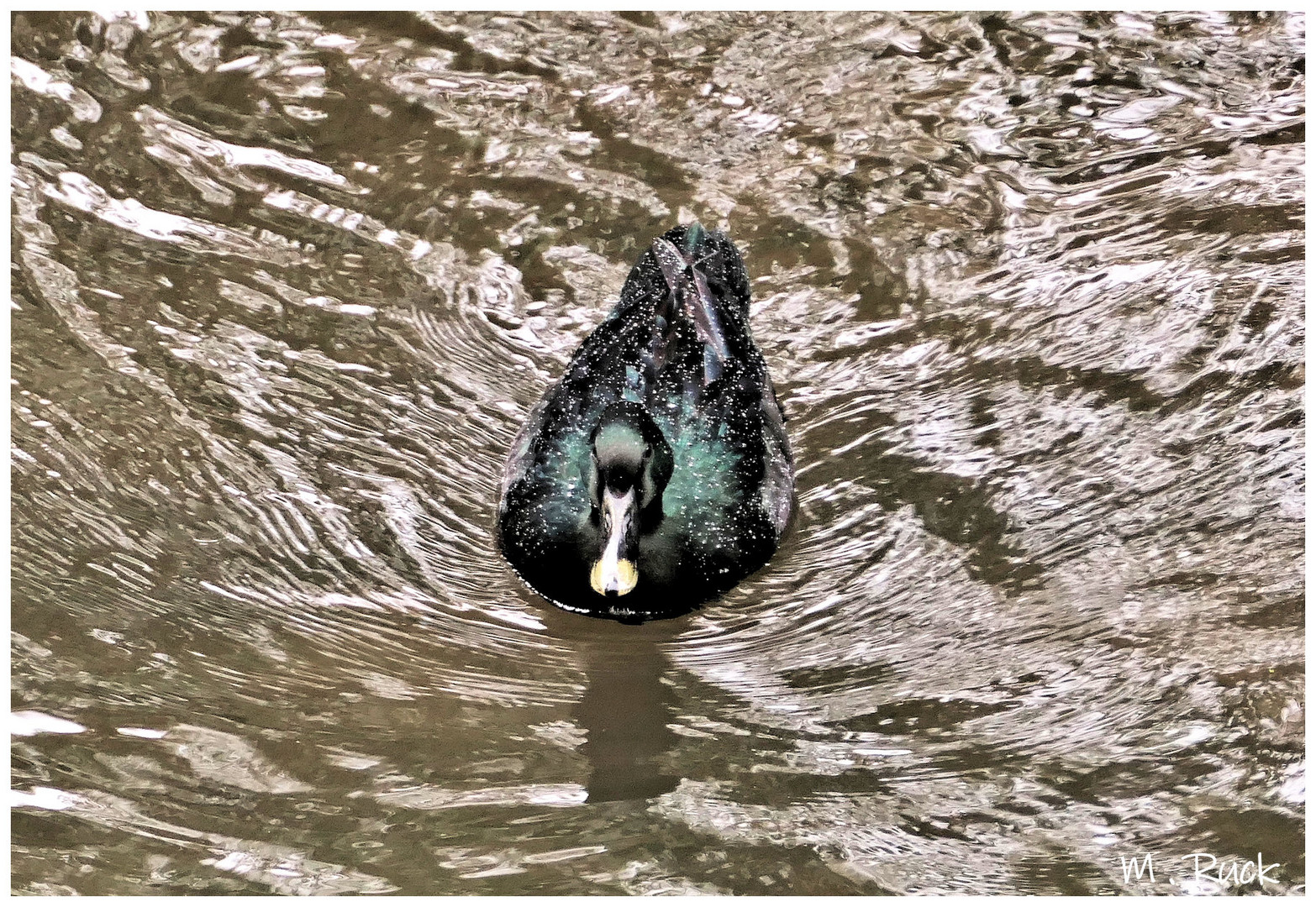 Noch so ein unbekanntes Ententier im Wasser 