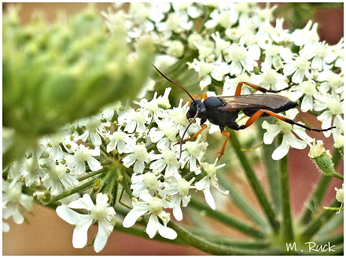 Noch so ein unbekanntes Insekt auf der Blüte 