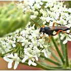 Noch so ein unbekanntes Insekt auf der Blüte 