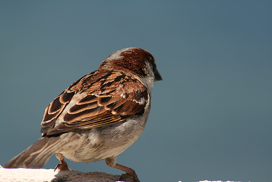 Noch so ein Vogel er ließ mir aber auch keine Ruhe