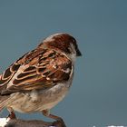 Noch so ein Vogel er ließ mir aber auch keine Ruhe