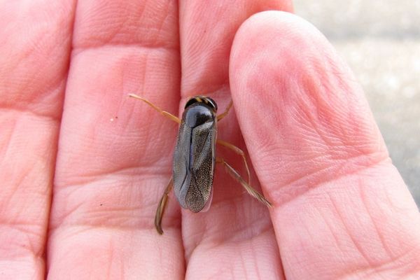 Noch so ein Wassertier