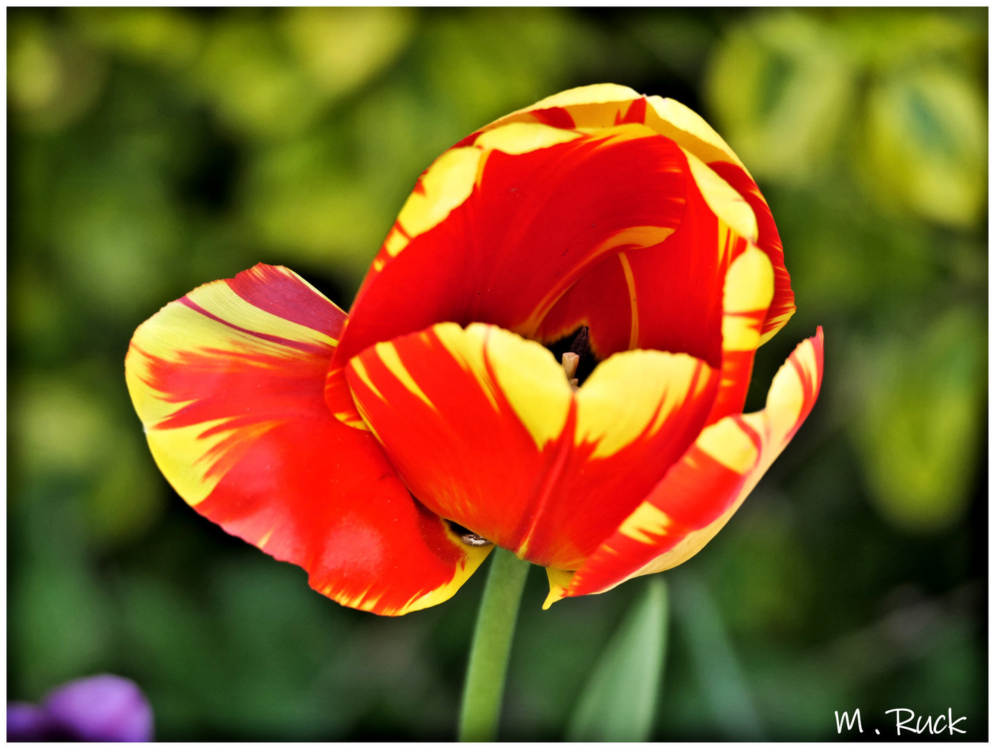 Bilder von Blumenstudio Anke: Entdecke die Schönheit der Blumenwelt durch Zeichnen!