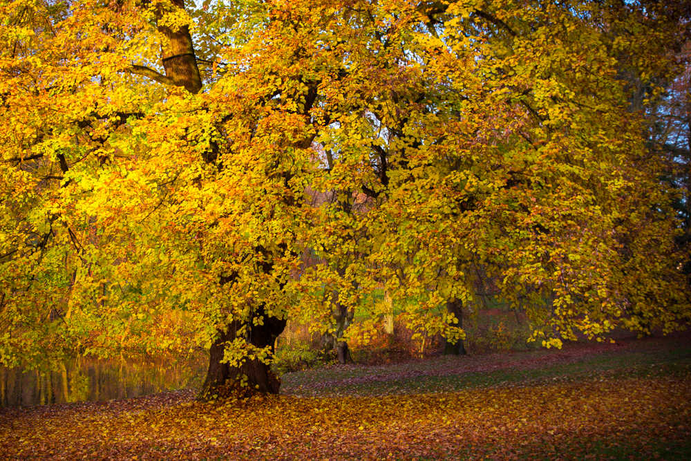 noch so herbstlich