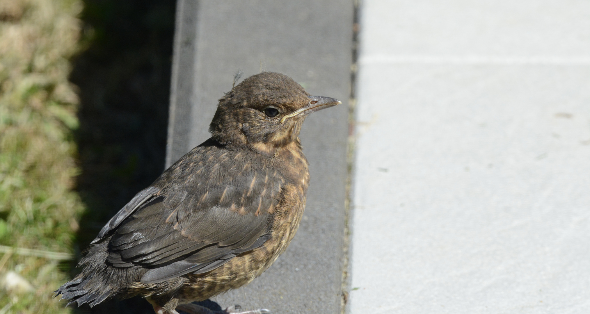 Noch so klein und flauschig…