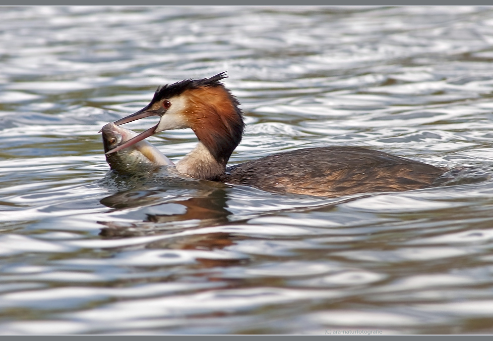 Noch so 'n dicker Fisch