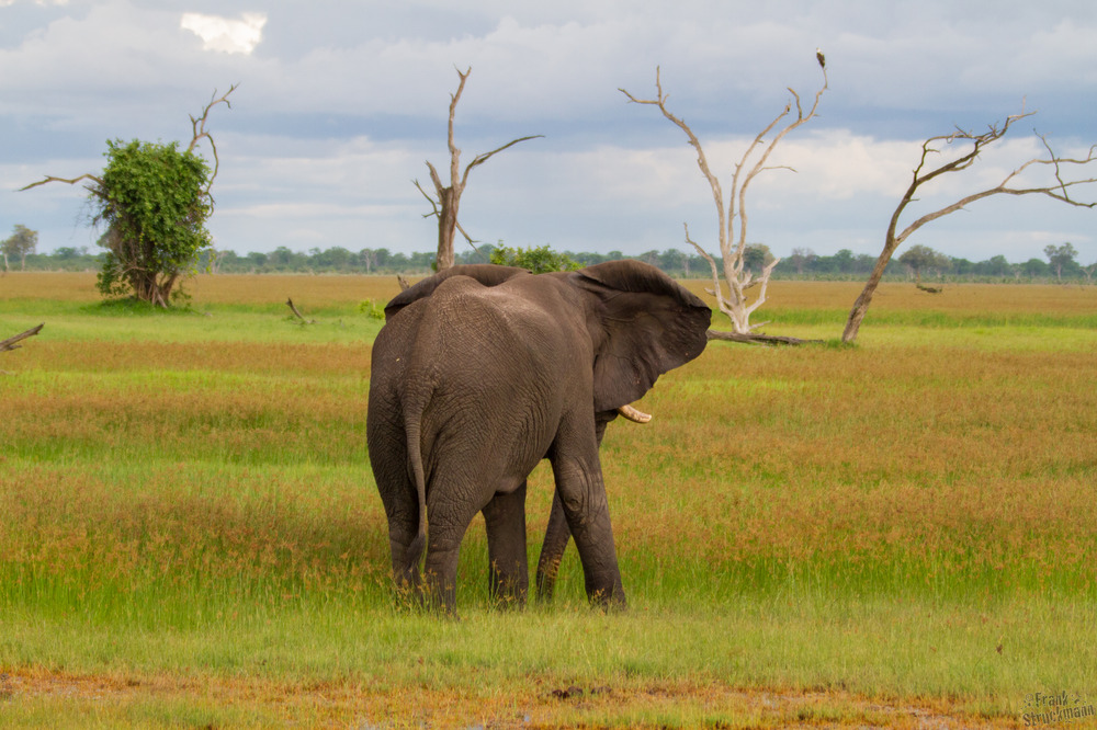 Noch so weit zu laufen... (Afrikanischer Elefant)