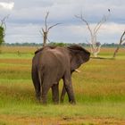 Noch so weit zu laufen... (Afrikanischer Elefant)