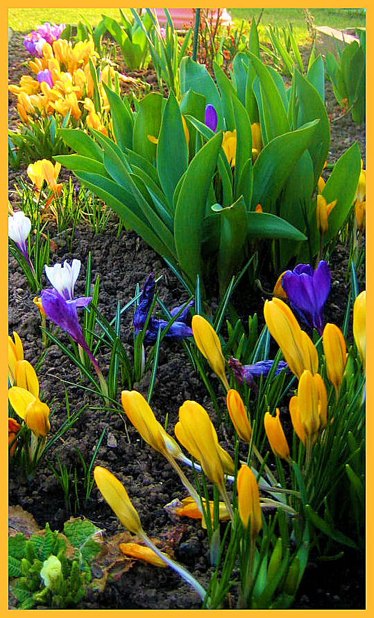 noch sonnige buntes aus dem garten