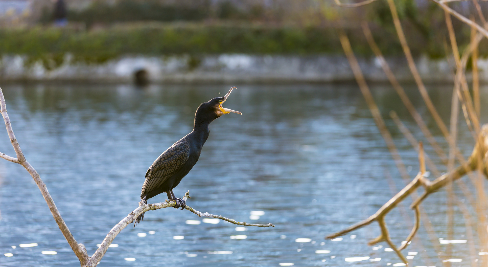 noch springen die Fische dem Kormoran nicht in den Schnabel