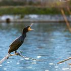 noch springen die Fische dem Kormoran nicht in den Schnabel