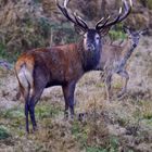 Noch stehen die Hirsche beim Kahlwild...