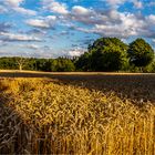 … Noch steht das Getreide teilweise auf dem Halm …