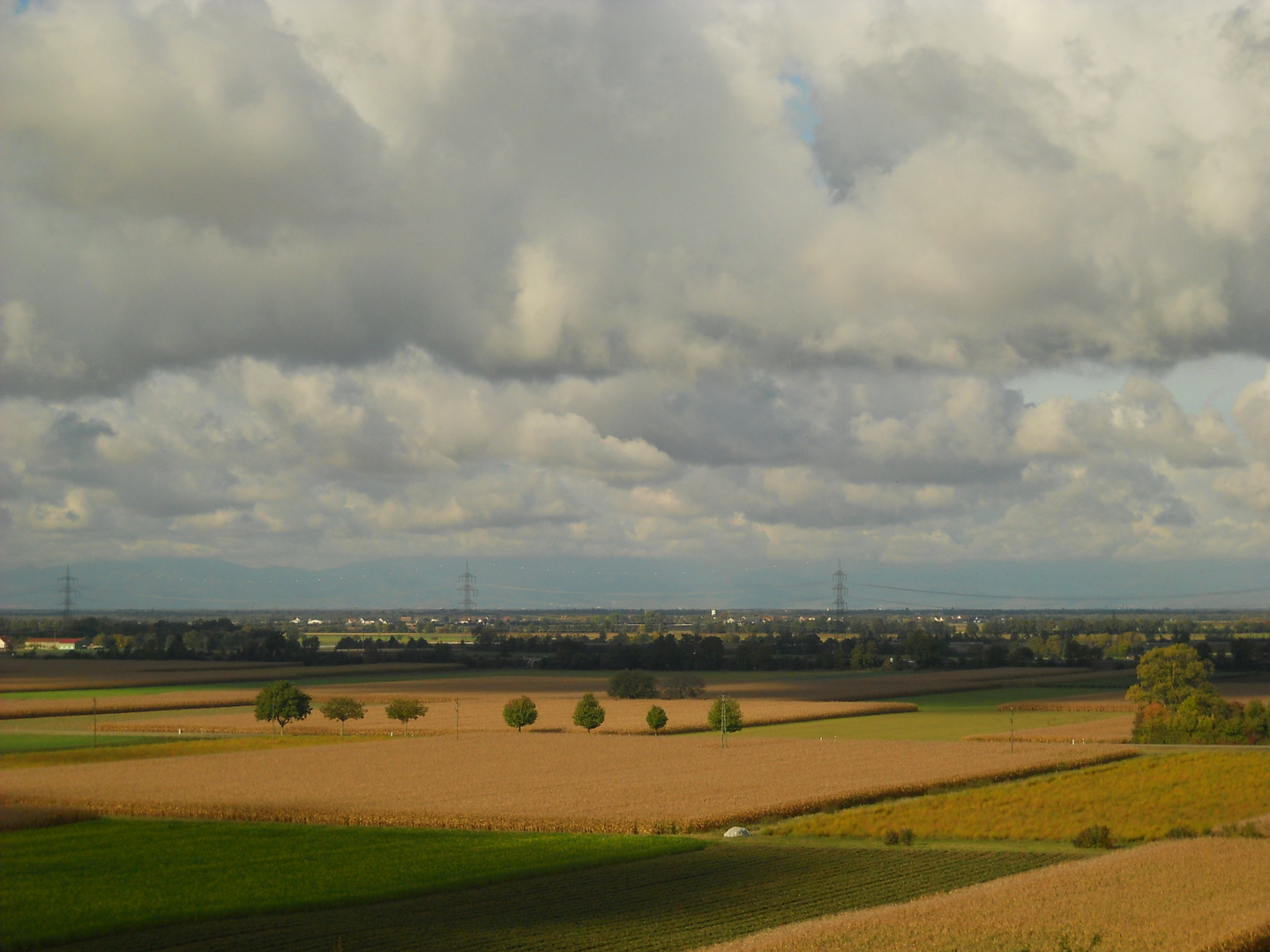 Noch steht der Mais (Blick in die Rheinebene bei Seefelden)