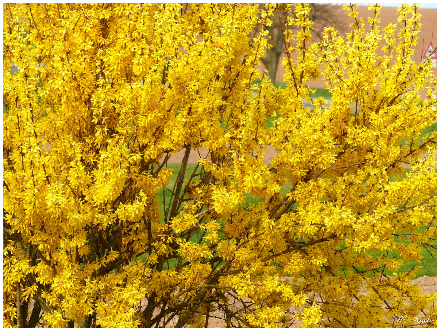 Noch steht sie da in voller Blüte die Forsythie ,