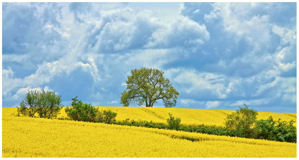 Noch strahlt der Raps, doch das Gewitter naht, 5.5.2015