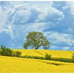 Noch strahlt der Raps, doch das Gewitter naht, 5.5.2015