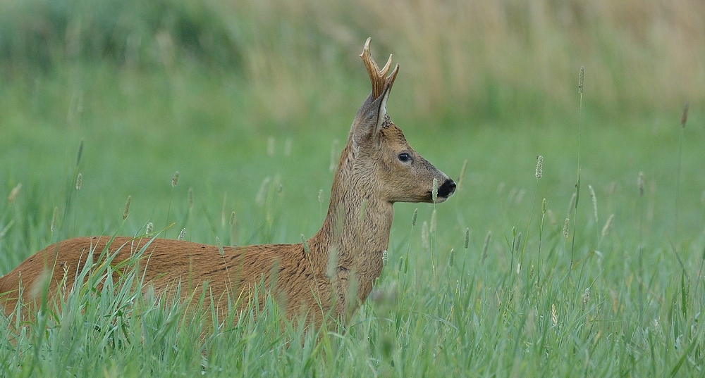 Noch streift er durchs hohe Gras...