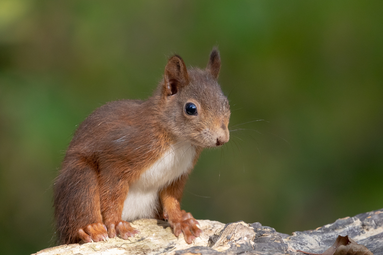 Noch süßeres Eichhörnchen ;-)