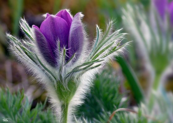 noch trägt man Pelz (1846)