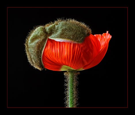 Noch trage ich einen Teil meiner Pelzmütze - ( Stacking Bild ) 